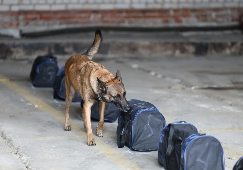 Чемпионат МЧС России по многоборью кинологов завершился в Ногинске